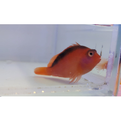 Neocirrhites armatus
